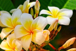 黄色いプルメリア